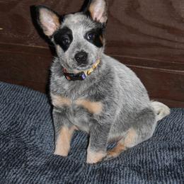 Blitz - Blue male Australian Cattle Dog puppy in Runnels County, Texas from MC Heelers & Aussies