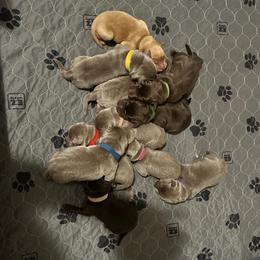 Pink collar - Silver female Dilute Retriever puppy in Douglass, Kansas from JP Kennels, LLC