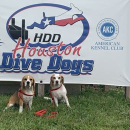 Beagle All Grown Up from Redd Devils