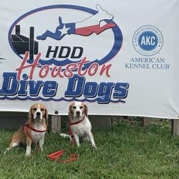 Beagle All Grown Up from Redd Devils