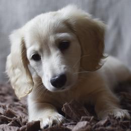 Ash - Cream male Dachshund puppy in Visalia, California from Paradachs Kennels
