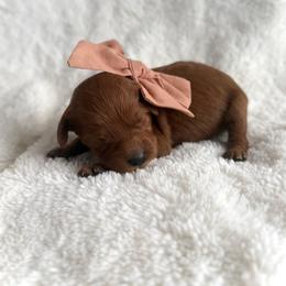 Companion Cross and Goldendoodle Puppies from Abby Chaffee
