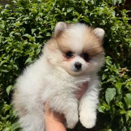 Scarlet - Orange parti female Pomeranian puppy in Phoenix, Arizona from Luxpomz