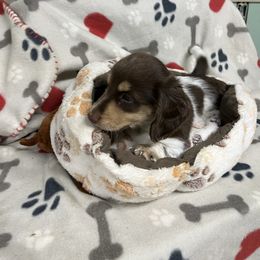 Green - Piebald male Dachshund puppy in Cumby, Texas from Dog Daze Ranch