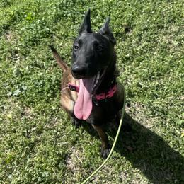 Phoenix - Fawn sable female Belgian Malinois puppy in Chino, California from BlueStone K9