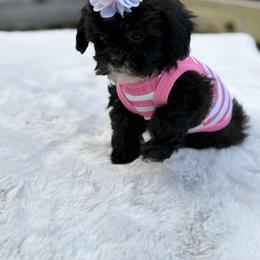 Hillary - Black and white female Shih Tzu puppy in Garner, North Carolina from House of Paws Heritage Nursery