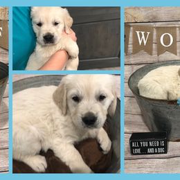 Golden Retriever Puppies from Lava Rock Adventures