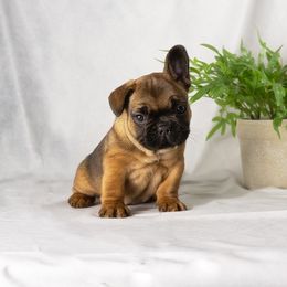 French Bulldog and Pug Puppies from FurEver Canine