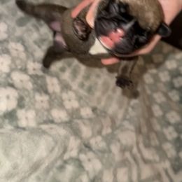 Reba - Fawn female French Bulldog puppy in Warm Springs, Arkansas from Seven Hills Arkansas