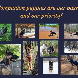 German Shepherd Puppies from Austerlitz German Shepherds