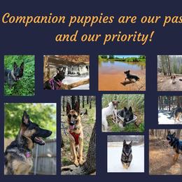 German Shepherd Puppies from Austerlitz German Shepherds