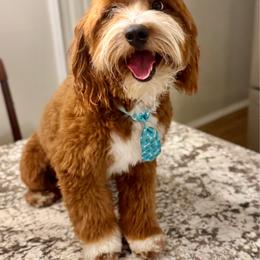 Buzz - Goldendoodle