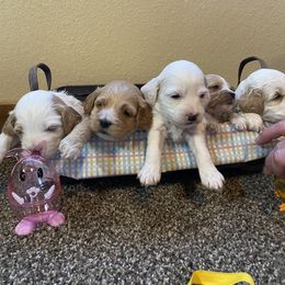 Cockapoo Puppies from Country J Canines