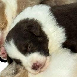 Red Tri Female - Red tri-color female Australian Shepherd puppy in Rolla, Missouri from Lazy J Aussies