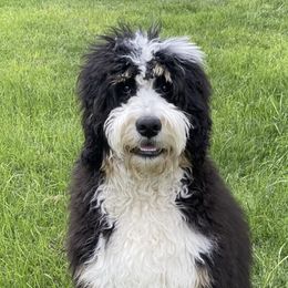 Bernedoodles from Freeman Ranchette Doodles