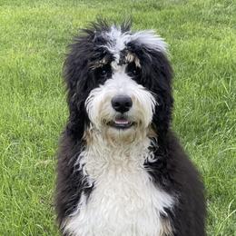Bernedoodles from Freeman Ranchette Doodles