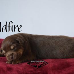Wildfire - Red tri female Miniature Australian Shepherd puppy in Cody, Wyoming from Quartz Creek Aussies