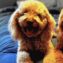 Bernedoodles and Goldendoodles from My Perfect Companion