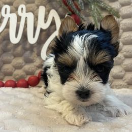 Boy 2 - Parti male Yorkshire Terrier puppy in Calhoun, Georgia from Peach State Yorkies