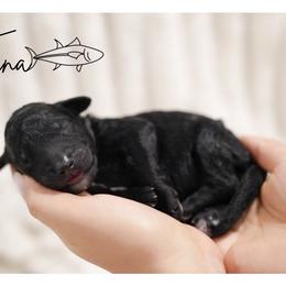 TUNA - male Double Doodle puppy in Hialeah, Florida from The Pup Spot