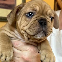 Girl 1 - Fawn female French Bulldog puppy in Litchfield, Ohio from Rock N’ Roll Frenchies