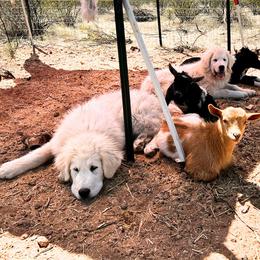 Great Pyrenees Puppies from Outlaw Acres Kennels