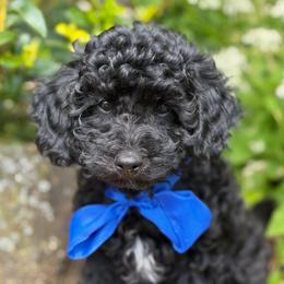 Cumin - male Cavapoochon puppy in North Lawrence, Ohio from Liberty Pups