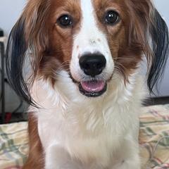 Locket - Nederlandse Kooikerhondje