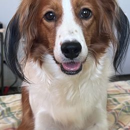 Locket - Nederlandse Kooikerhondje