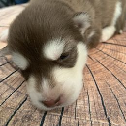 Alaskan Husky Puppies from Elite Therapy Pups