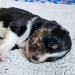 Jett - Black tri-color male Australian Shepherd puppy in Athens, Tennessee from Mimi's Aussie