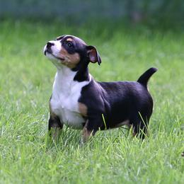 Rat Terrier Puppies from Walnut Acre Decker Terrier and ODT