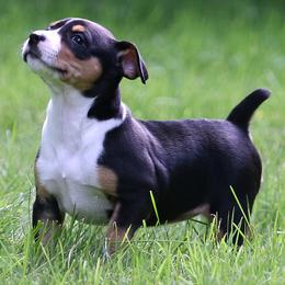 Rat Terrier Puppies from Walnut Acre Decker Terrier and ODT