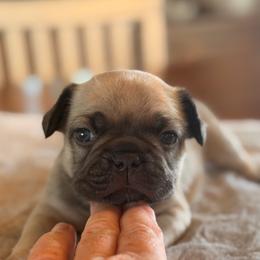 Theo - Fawn male French Bulldog puppy in Hudsonville, Michigan from Willow Farm