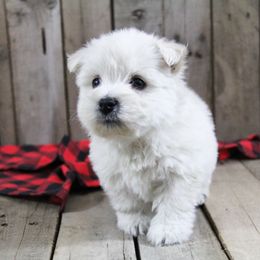 West Highland White Terrier Puppies from The West Acres