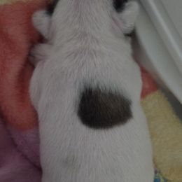 Cupcake-aka Maria - Fawn brindle and white female French Bulldog puppy in Sanford, Maine from Sassy Little Bulldogs