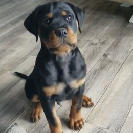 Rottweiler Puppies from Midnight Rottweilers