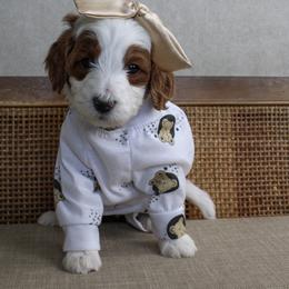 Ivy - Parti female Goldendoodle puppy in Warsaw, Ohio from Lovabledoodles