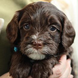 Ace - Brown and white male Bernedoodle puppy in Concord, California from Golden State Good Dogs