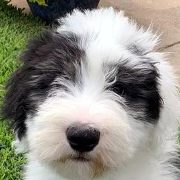 Old English Sheepdogs from Cottondog