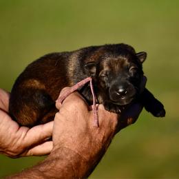 Pink - Sable female German Shepherd puppy in Cherryville, North Carolina from Masky Kennel