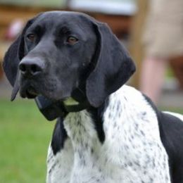 German Shorthaired Pointers from Willow Creek Kennels