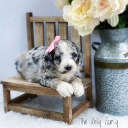 Aussiedoodle and Australian Shepherd Puppies from Dunroamin Farms Australian Shepherds and Aussiedoodles