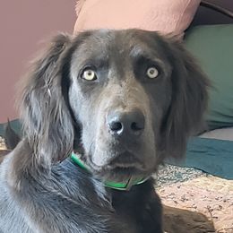 Rocket - Weimaraner