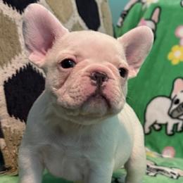 Rose - White female French Bulldog puppy in Fayetteville, North Carolina from Hope's Frenchies