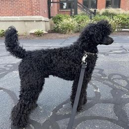 Poodles from Tugas Standard Poodles
