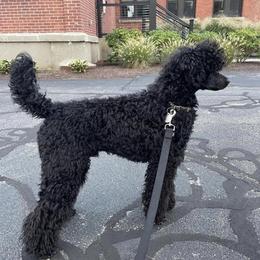 Poodles from Tugas Standard Poodles