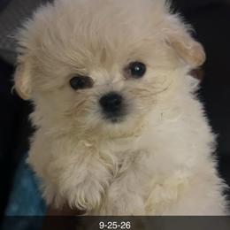 Kanto - White male Maltipoo puppy in Long Island, New York from Minipaws kennel