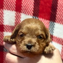 Lincoln (Link) - Red male Cavapoo puppy in New Holland, Ohio from Happy Tails