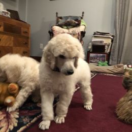 Poodle Puppies from D and D Standard Poodles